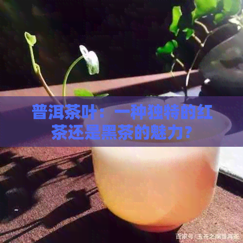 普洱茶叶：一种独特的红茶还是黑茶的魅力？