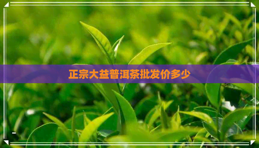 正宗大益普洱茶批发价多少