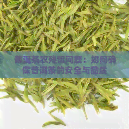 普洱茶农残留问题：如何确保普洱茶的安全与品质