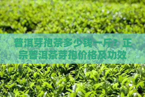 普洱芽孢茶多少钱一斤？正宗普洱茶芽孢价格及功效作用。