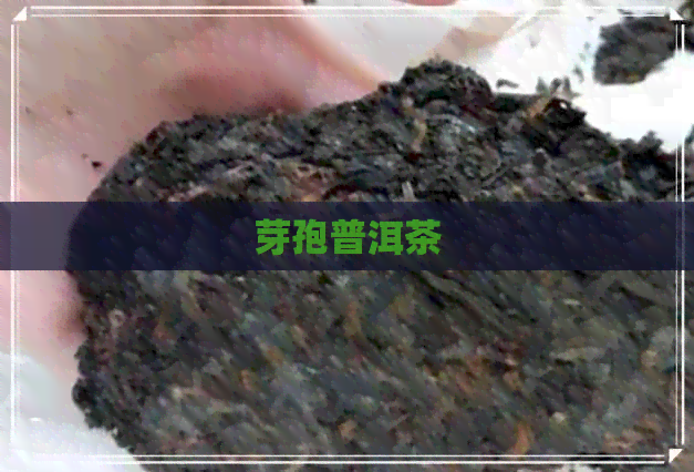 芽孢普洱茶