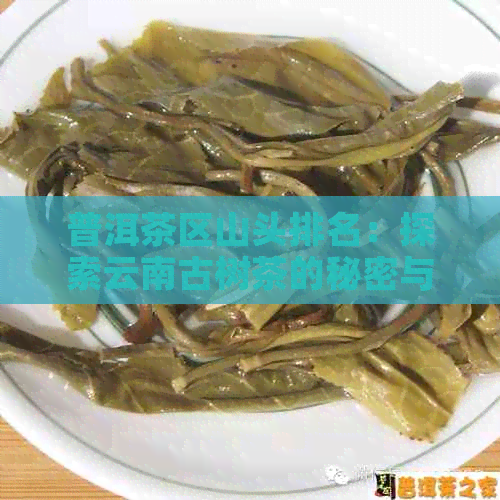 普洱茶区山头排名：探索云南古树茶的秘密与价值