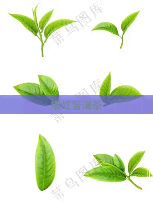 橘红普洱茶