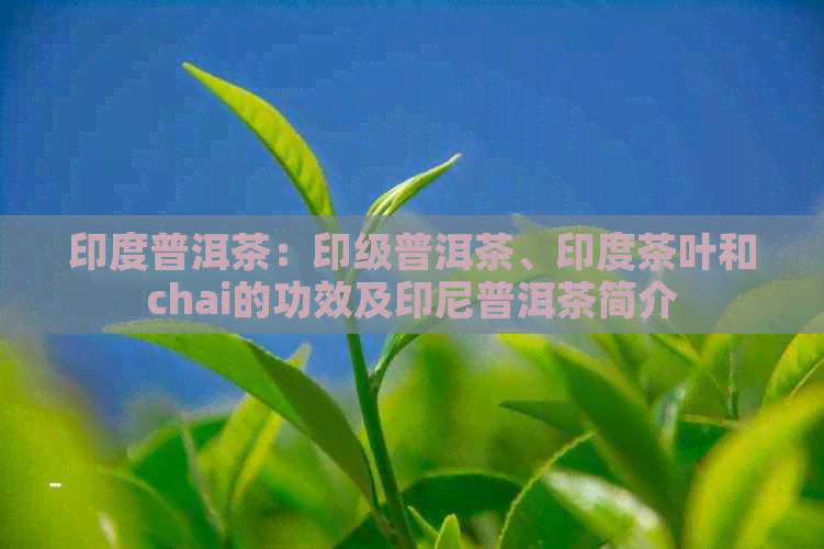 印度普洱茶：印级普洱茶、印度茶叶和chai的功效及印尼普洱茶简介