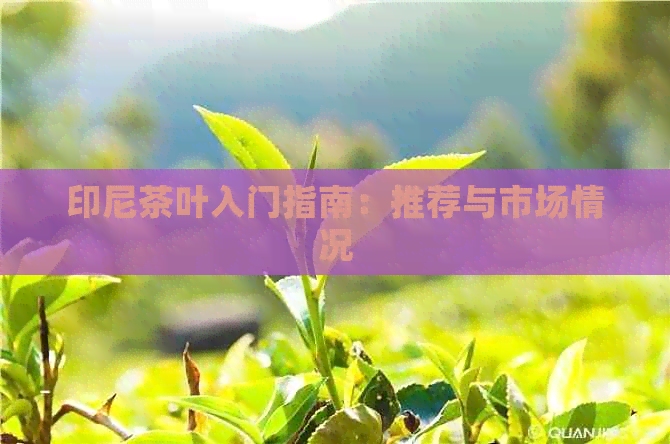 印尼茶叶入门指南：推荐与市场情况