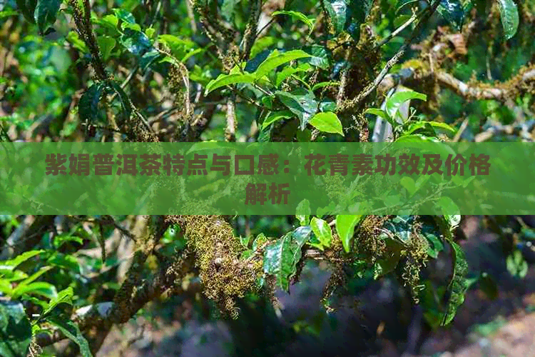 紫娟普洱茶特点与口感：花青素功效及价格解析