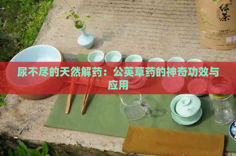 尿不尽的天然解药：公英草药的神奇功效与应用