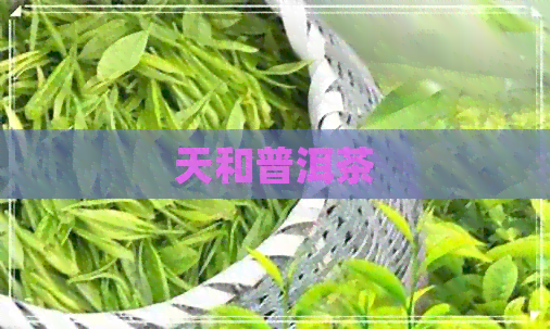 天和普洱茶