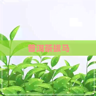 普洱茶拔马