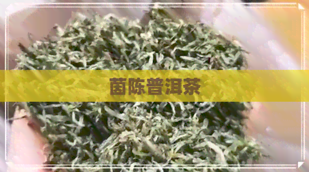 茵陈普洱茶