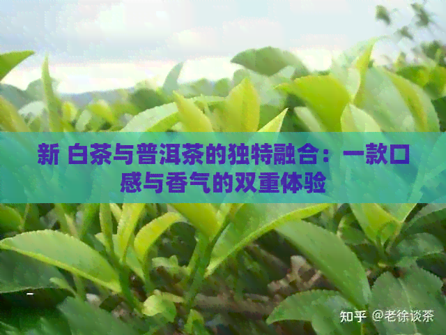 新 白茶与普洱茶的独特融合：一款口感与香气的双重体验