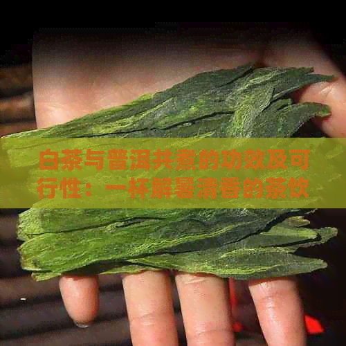 白茶与普洱共煮的功效及可行性：一杯解暑清香的茶饮