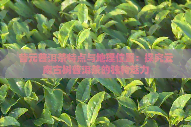 昔元普洱茶特点与地理位置：探究云南古树普洱茶的独特魅力