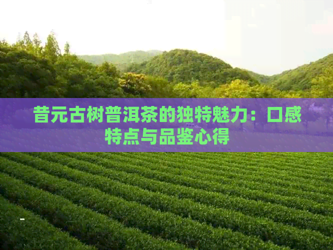 昔元古树普洱茶的独特魅力：口感特点与品鉴心得