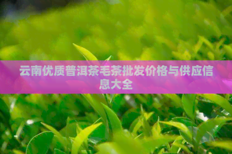 云南优质普洱茶毛茶批发价格与供应信息大全