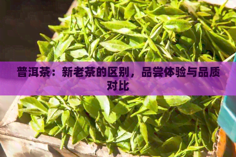 普洱茶：新老茶的区别，品尝体验与品质对比