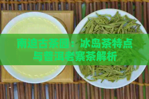 南迫古茶园：冰岛茶特点与普洱老寨茶解析