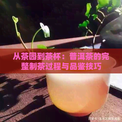 从茶园到茶杯：普洱茶的完整制茶过程与品鉴技巧