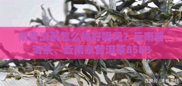 南普洱茶怎么样好喝吗？云南普洱茶、云南泰普洱茶8588