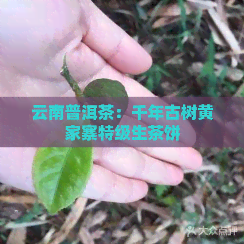 云南普洱茶：千年古树黄家寨特级生茶饼