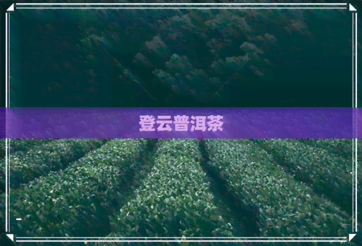 登云普洱茶