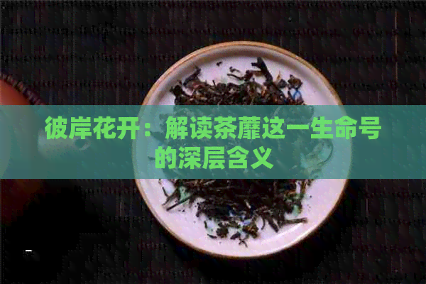 彼岸花开：解读茶蘼这一生命号的深层含义