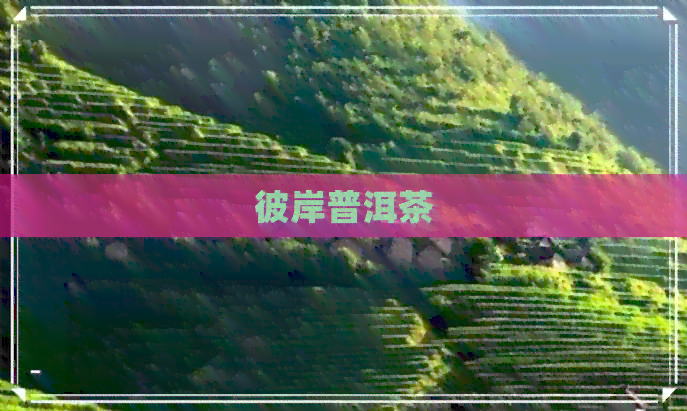 彼岸普洱茶