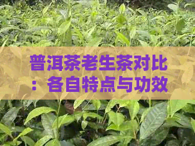 普洱茶老生茶对比：各自特点与功效解析，助你轻松选择适合自己的茶叶