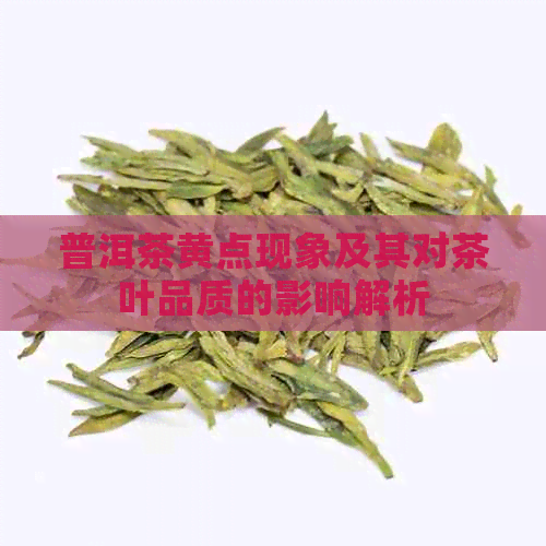 普洱茶黄点现象及其对茶叶品质的影响解析