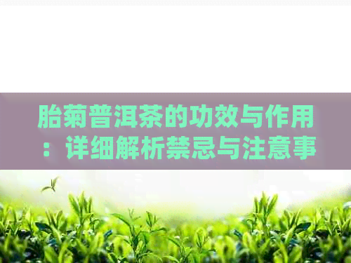 胎菊普洱茶的功效与作用：详细解析禁忌与注意事项