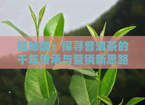 疆秘境：探寻普洱茶的千年传承与营销新思路