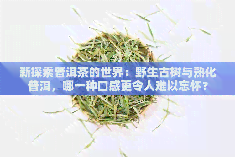 新探索普洱茶的世界：野生古树与熟化普洱，哪一种口感更令人难以忘怀？