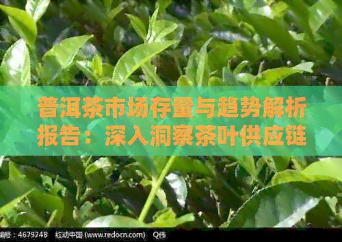 普洱茶市场存量与趋势解析报告：深入洞察茶叶供应链与消费者需求