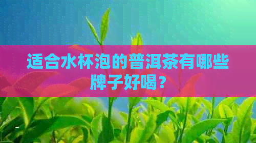 适合水杯泡的普洱茶有哪些牌子好喝？