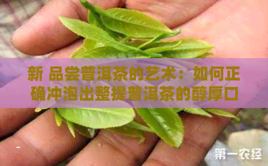 新 品尝普洱茶的艺术：如何正确冲泡出整提普洱茶的醇厚口感