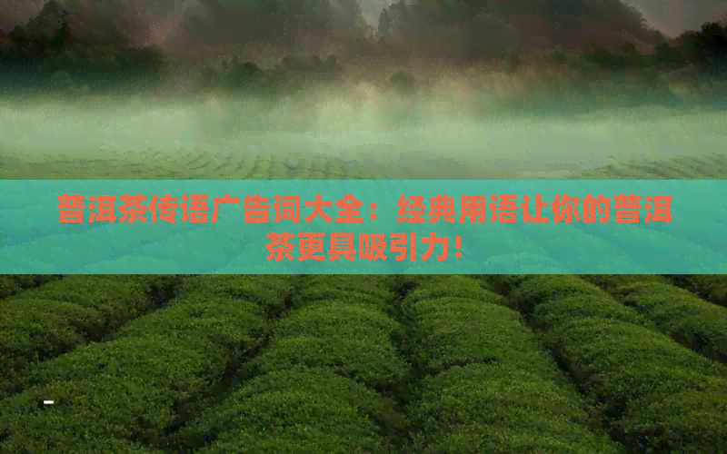 普洱茶传语广告词大全：经典用语让你的普洱茶更具吸引力！