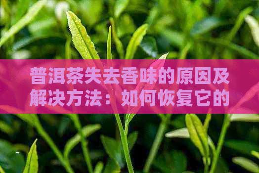 普洱茶失去香味的原因及解决方法：如何恢复它的香气？