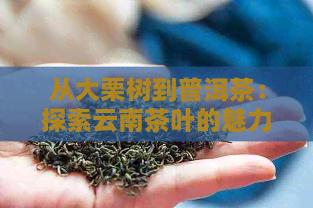 从大栗树到普洱茶：探索云南茶叶的魅力与品鉴方法