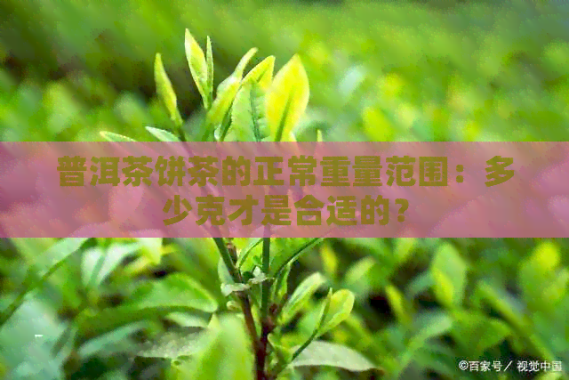 普洱茶饼茶的正常重量范围：多少克才是合适的？