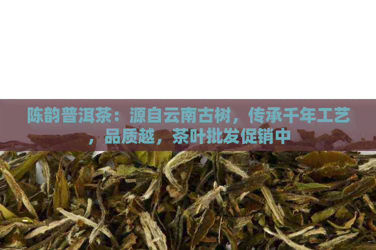 陈韵普洱茶：源自云南古树，传承千年工艺，品质越，茶叶批发促销中