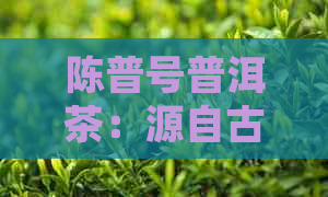 陈普号普洱茶：源自古树，品味醇厚的新典范