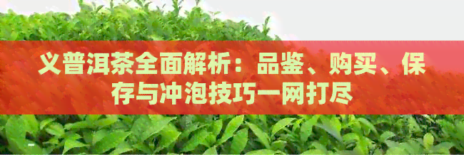 义普洱茶全面解析：品鉴、购买、保存与冲泡技巧一网打尽