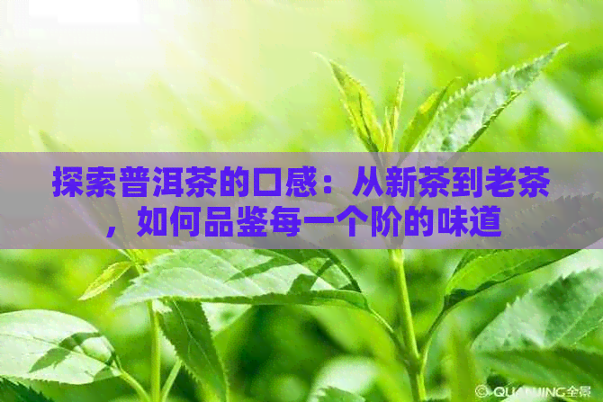 探索普洱茶的口感：从新茶到老茶，如何品鉴每一个阶的味道