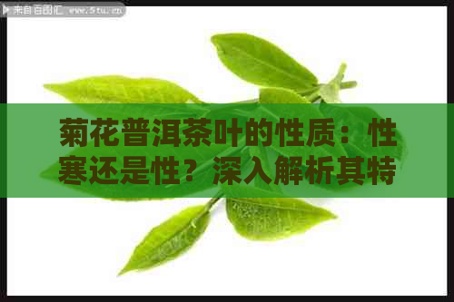 菊花普洱茶叶的性质：性寒还是性？深入解析其特性与功效