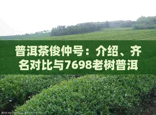 普洱茶俊仲号：介绍、齐名对比与7698老树普洱茶的问题解答