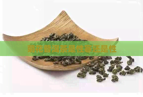 菊花普洱茶是性寒还是性