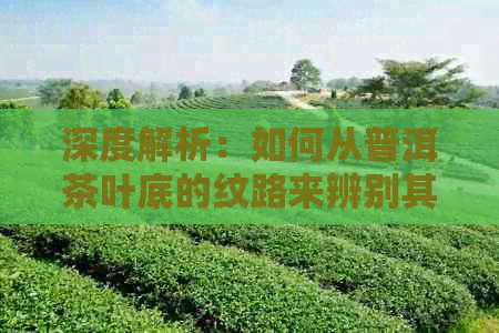 深度解析：如何从普洱茶叶底的纹路来辨别其品质与年份