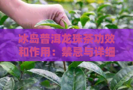 冰岛普洱龙珠茶功效和作用：禁忌与详细介绍