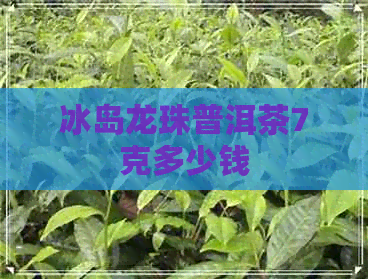 冰岛龙珠普洱茶7克多少钱