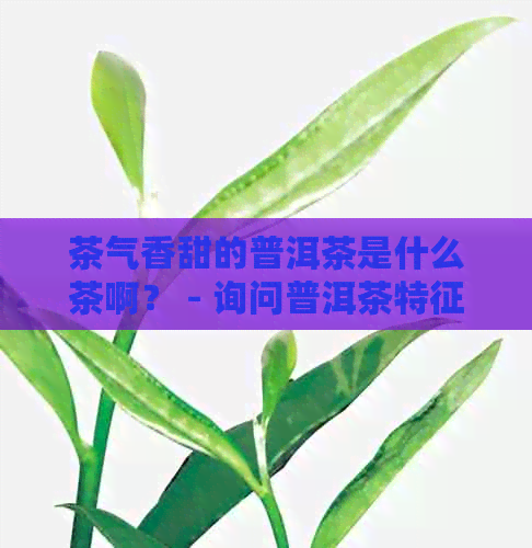 茶气香甜的普洱茶是什么茶啊？ - 询问普洱茶特征的英文表述